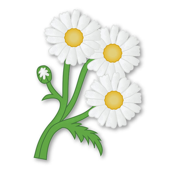 Cut-Out Cards - Daisy - Flower Of Innocence