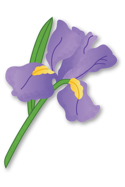 Cut-Out Cards - Iris - Flower Of Wisdom