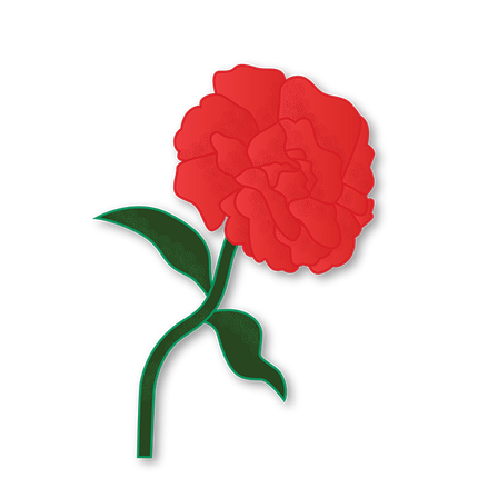 Cut-Out Cards - Carnation - Flower Of Devotion