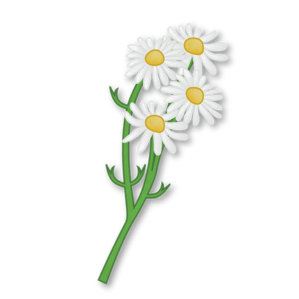 Cut-Out Cards - Chamomile - Flower Of Peace