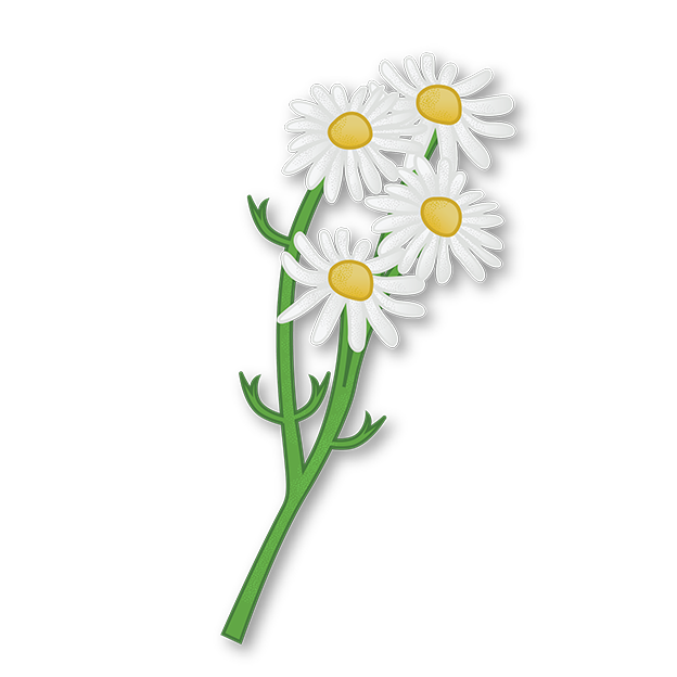 Cut-Out Cards - Chamomile - Flower Of Peace