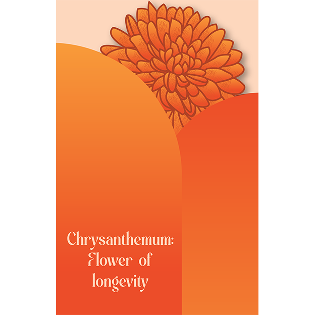 Cut-Out Cards - Chrysanthemum - Flower Of Longevity